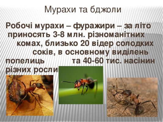 Презентація на тему "Мурахи та бджоли"